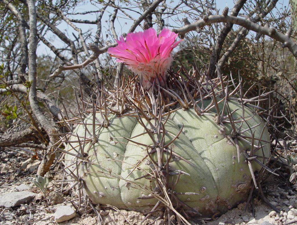 Представитель Семейства Cactaceae